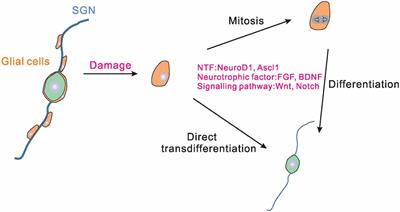 Regulation of Spiral Ganglion Neuron Regeneration as a Therapeutic Strategy in Sensorineural Hearing Loss